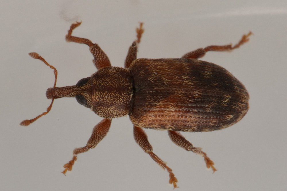 Curculionidae:  Dorytomus nebulosus